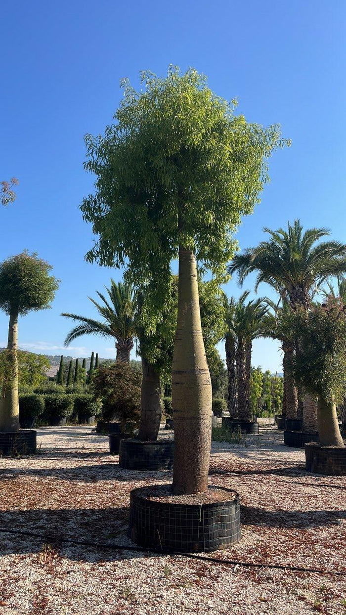 Brachychiton Rupestris (Albero bottiglia) — Albero, circonferenza 125/150 cm, in rete