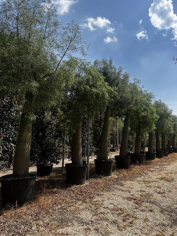 Brachychiton Rupestris (Albero bottiglia) — Albero, circonferenza 125/150 cm, vaso 500 litri
