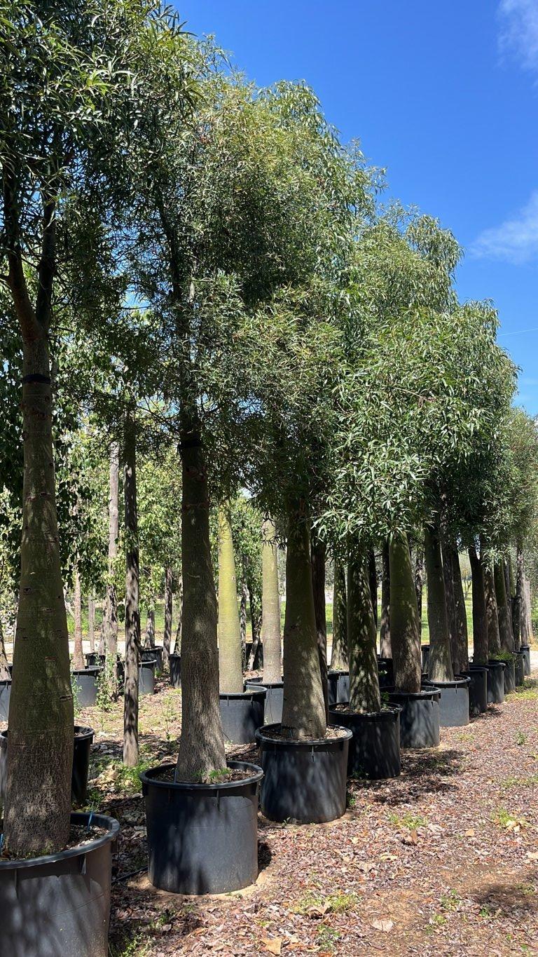 Brachychiton Rupestris (Albero bottiglia) — Albero, circonferenza 70/80 cm, vaso 240 litri