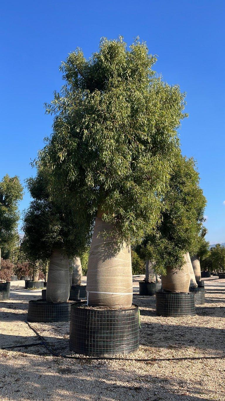 Brachychiton Rupestris (Albero bottiglia) — Albero, circonferenza 250/300 cm, in rete