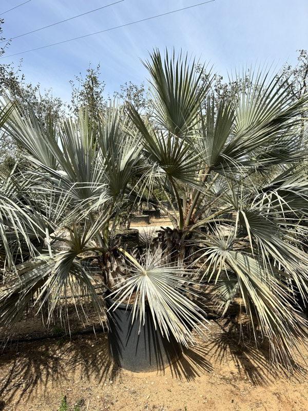 Brahea Armata (Palma blu del Messico) — Gruppo, vaso 240 litri