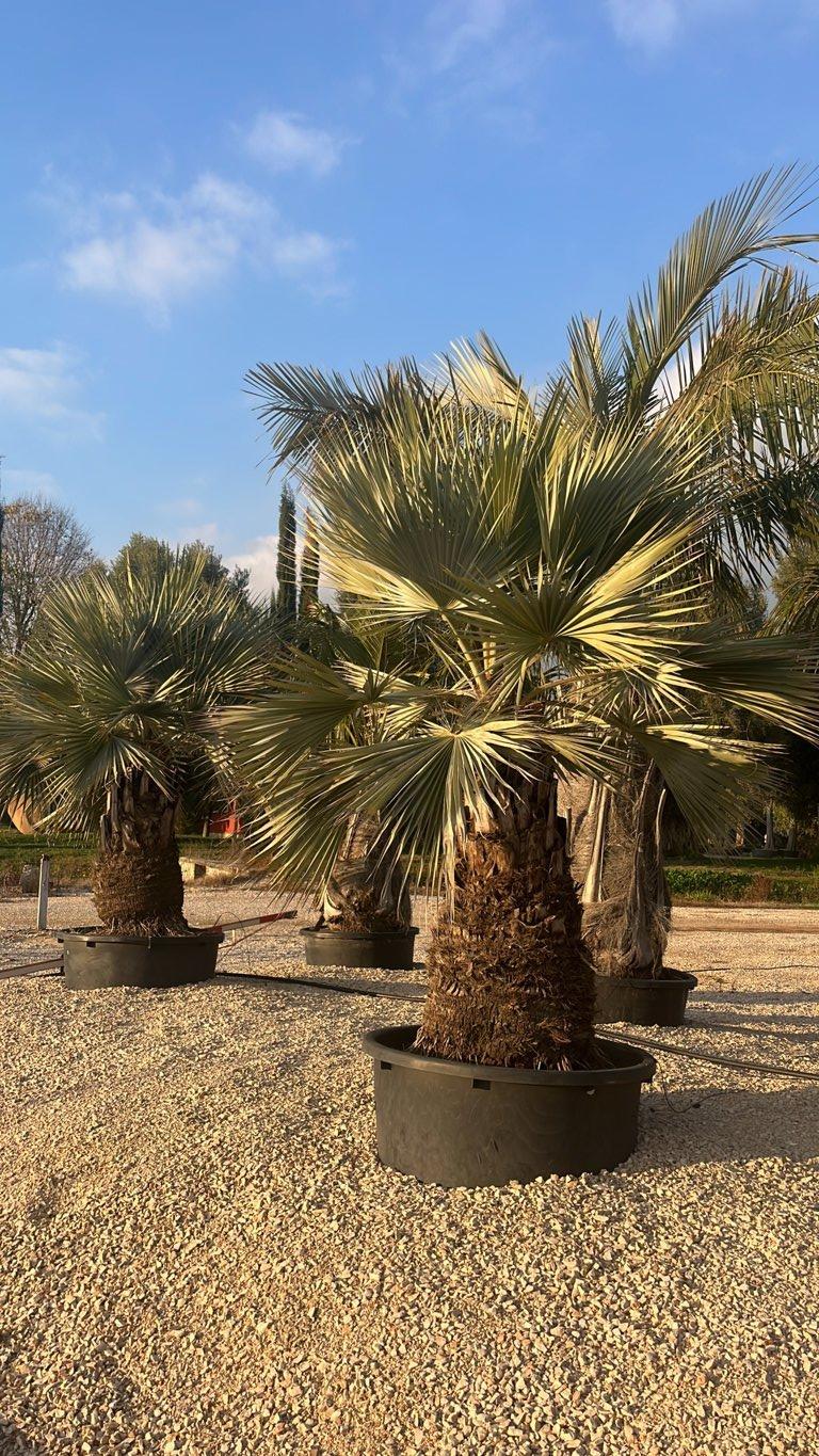 Brahea Armata (Palma blu del Messico) — Esemplare, tronco altezza 100/125 cm, vaso 350 litri