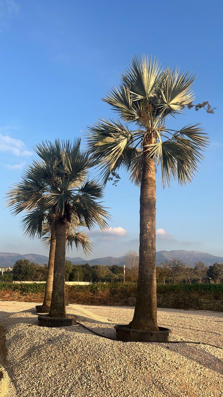 Brahea Calcarea — Esemplare, tronco altezza 250/300 cm, in rete