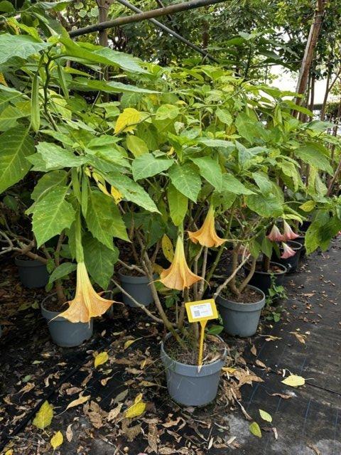 Brugmansia Aurea (Tromba d'angelo) — vaso 55 litri