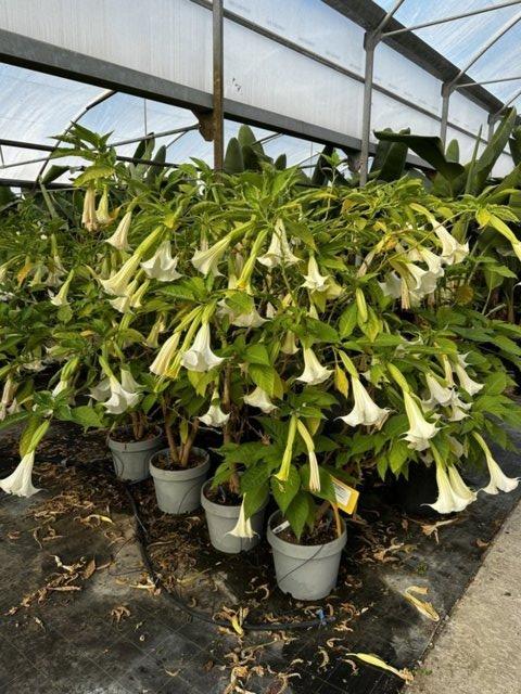 Brugmansia Suaveolens White (Tromba d'angelo) — vaso 55 litri