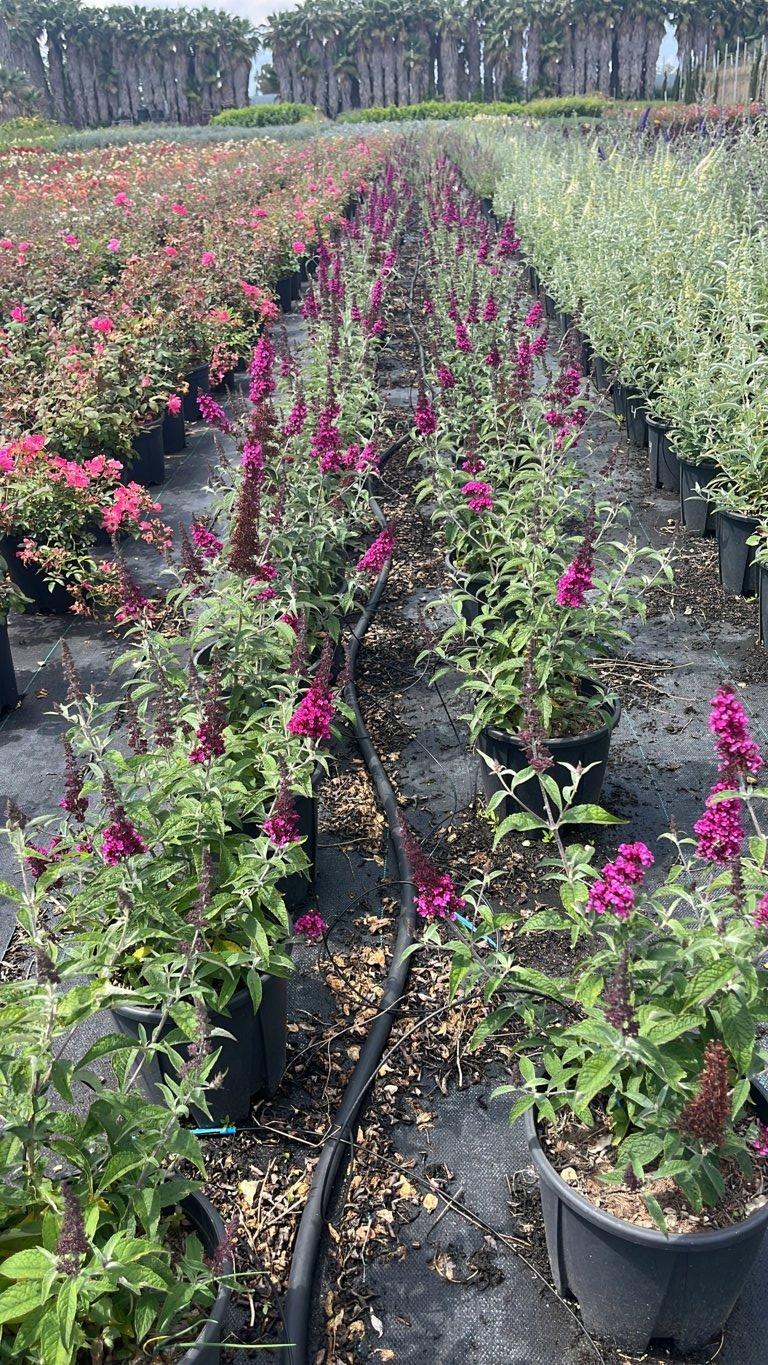 Buddleja Buzz Hot Raspberry — Cespuglio, vaso 9 litri
