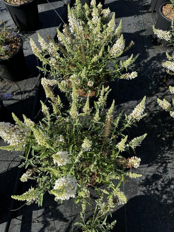Buddleja Buzz Ivory — Cespuglio, vaso 9 litri