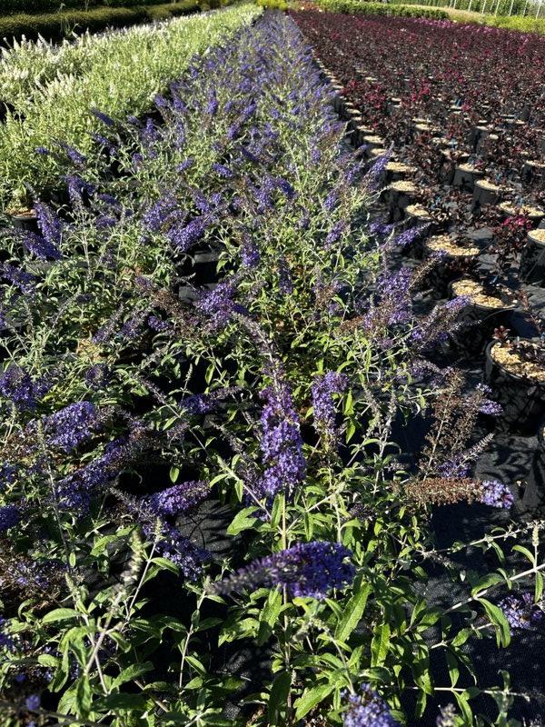 Buddleja Buzz Midnight — Cespuglio, vaso 9 litri
