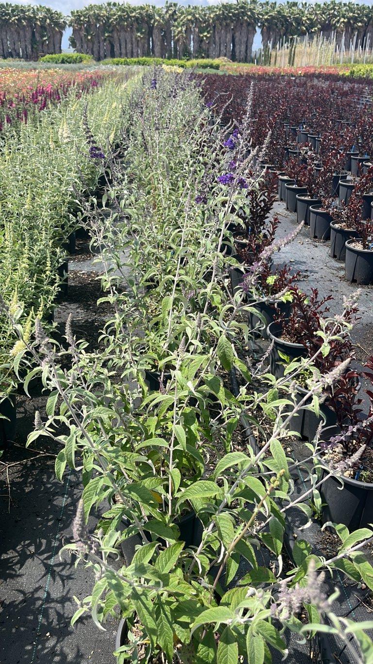 Buddleja Buzz Sky Blue — Cespuglio, vaso 9 litri