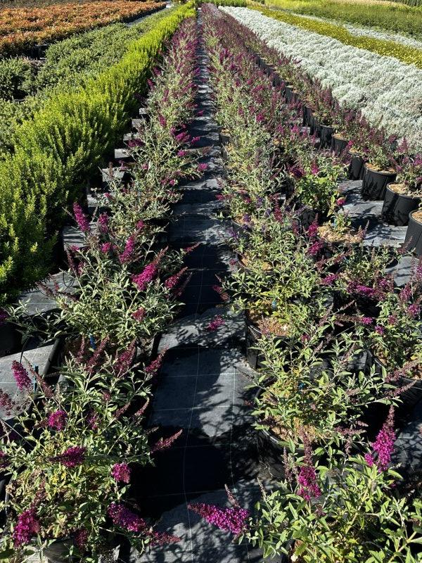 Buddleja Buzz Velvet — Cespuglio, vaso 9 litri
