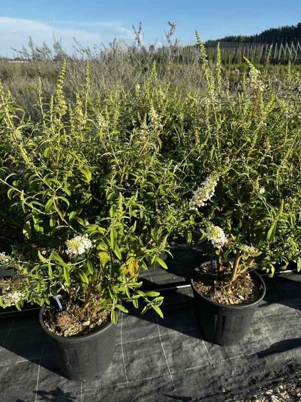 Buddleja Davidii White Profusion — Cespuglio, vaso 9 litri