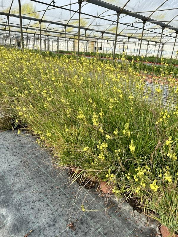 Bulbine Frutescens — vaso 3 litri