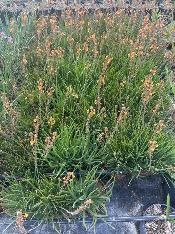 Bulbine Frutescens Hallmark — vaso 3 litri