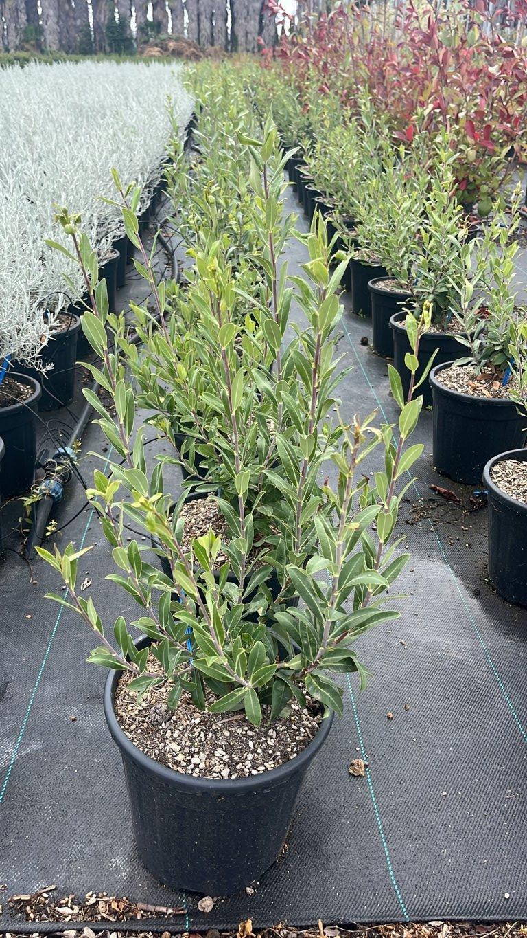 Bupleurum Fruticosum — vaso 9 litri