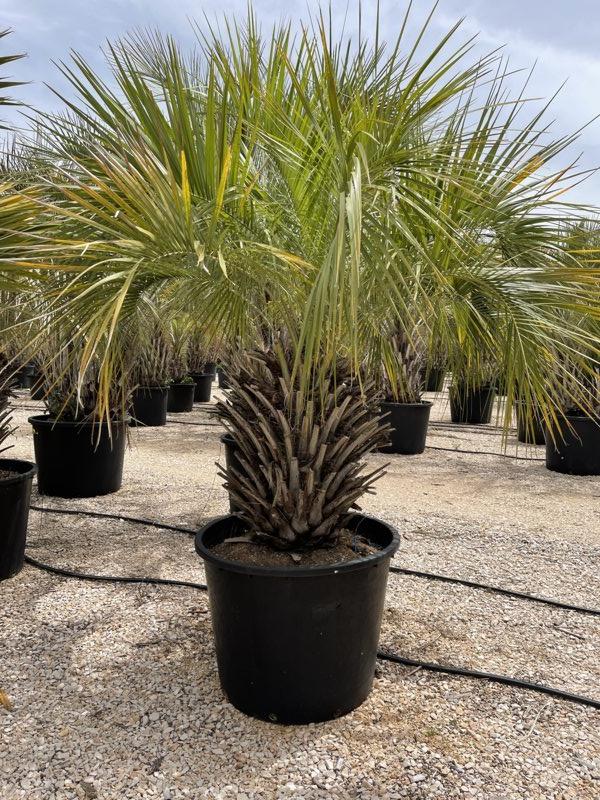 Butia Bonetti (Palma del vino) — tronco altezza 75/100 cm, vaso 350 litri