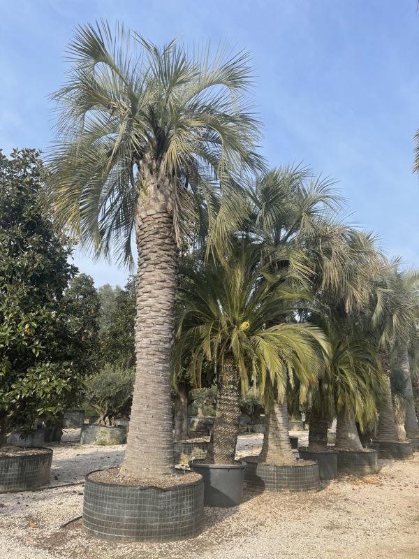 Butia Capitata (Palma del vino) — Esemplare, in rete