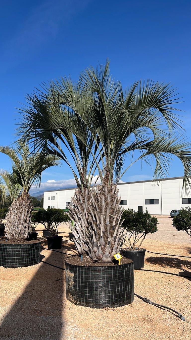 Butia Capitata (Palma del vino) — Gruppo, tronco altezza 125/150 cm, in rete