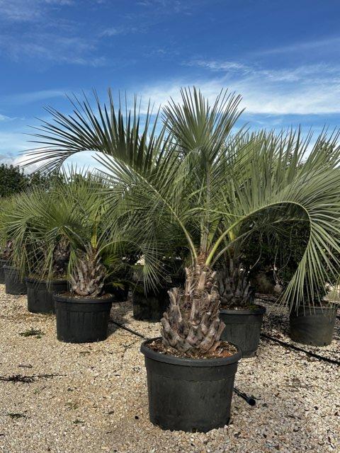 Butia Capitata (Palma del vino) — tronco altezza 50 cm, vaso 150 litri
