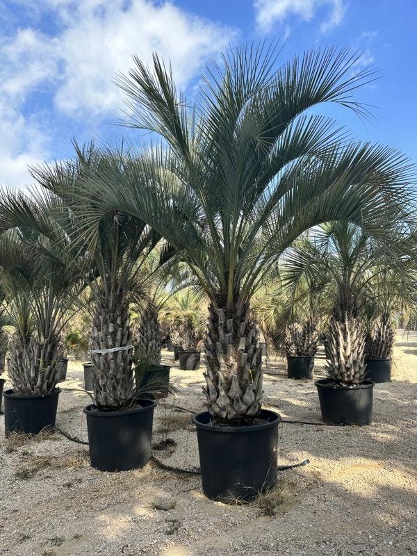 Butia Capitata (Palma del vino) — tronco altezza 150/200 cm, vaso 500 litri