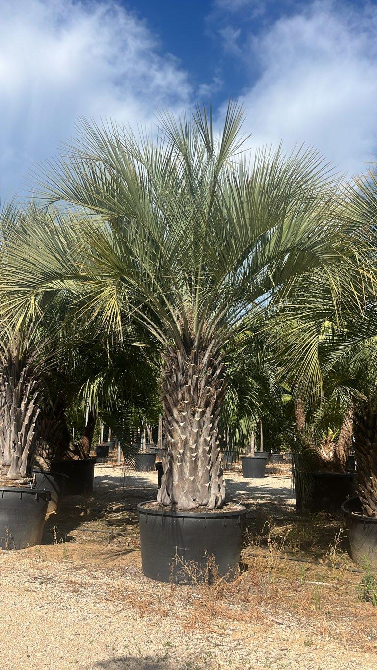 Butia Capitata (Palma del vino) — tronco altezza 200 cm, vaso 750 litri