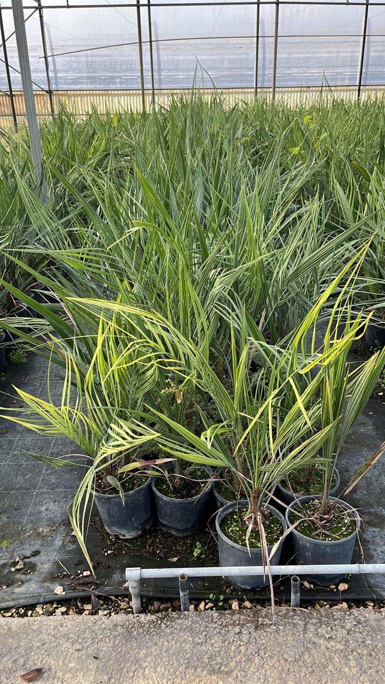 Butia Capitata (Palma del vino) — vaso 3 litri