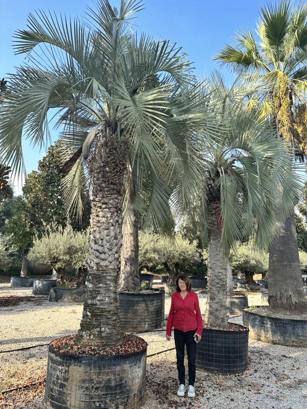 Butia Yatay (Palma del vino) — tronco altezza 400/500 cm, in rete