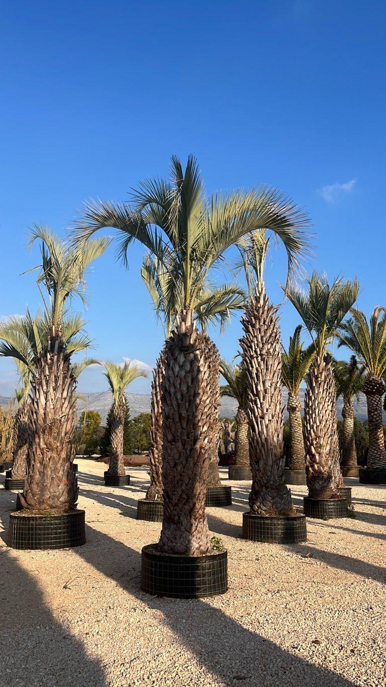 Butia Yatay (Palma del vino) — tronco altezza 300/350 cm, in rete