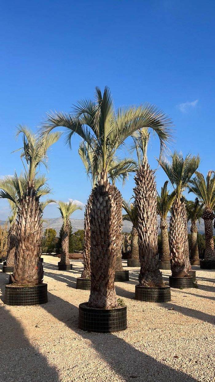 Butia Yatay (Palma del vino) — tronco altezza 300/350 cm, in rete