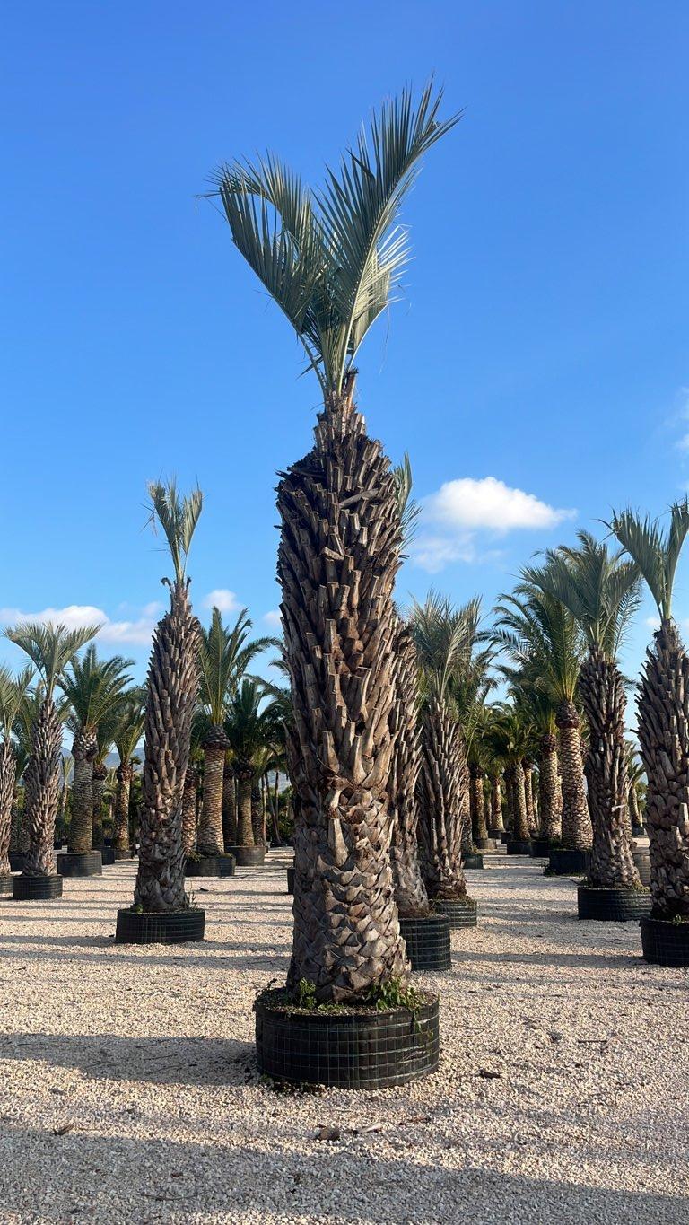 Butia Yatay (Palma del vino) — tronco altezza 350/400 cm, in rete