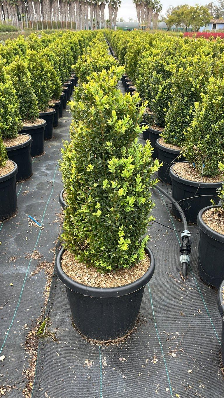 Buxus Microphylla (Bosso) — vaso 30 litri