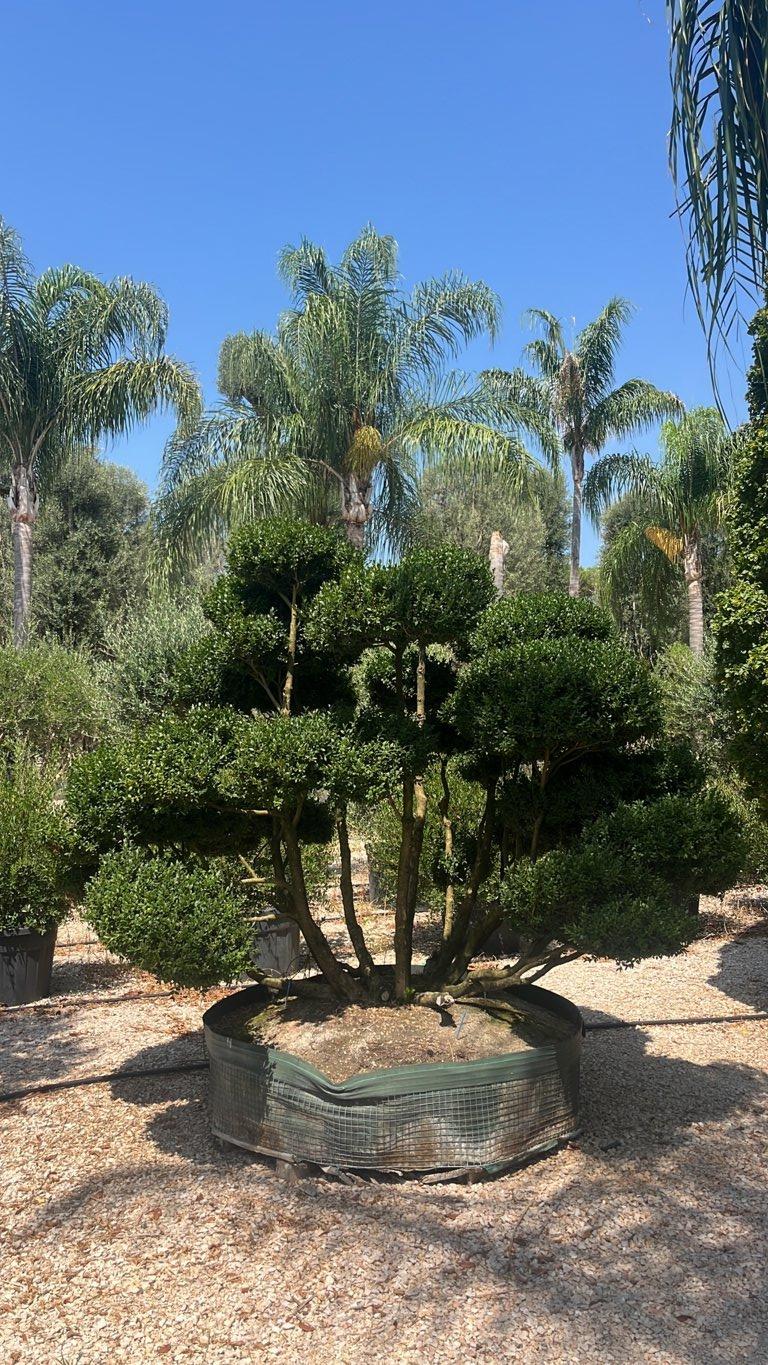 Buxus Microphylla (Bosso) — Bonsai, altezza 225/250 cm, in rete