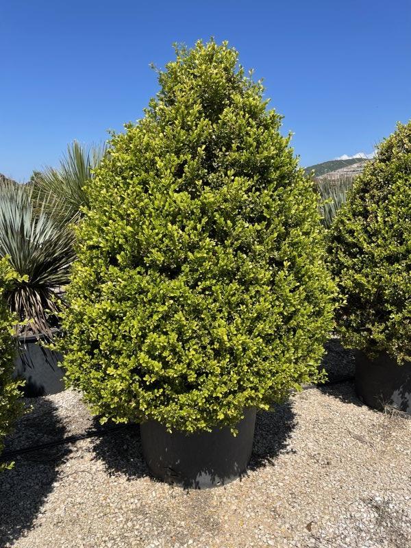 Buxus Rotundifolia (Bosso) — Cono, altezza 175/200 cm, vaso 240 litri