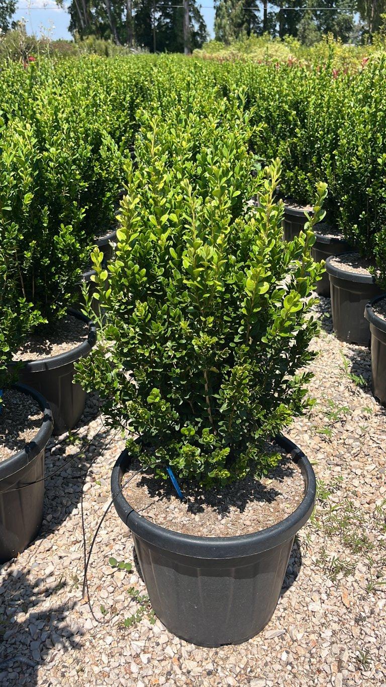Buxus Sempervirens (Bosso comune) — vaso 30 litri