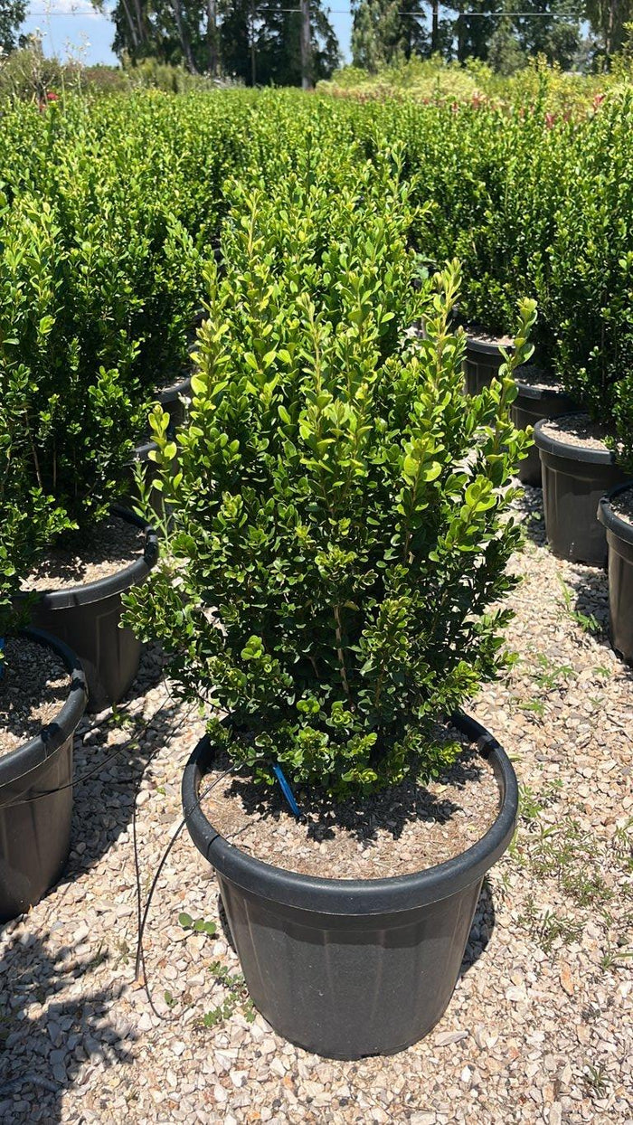 Buxus Sempervirens (Bosso comune) — vaso 30 litri