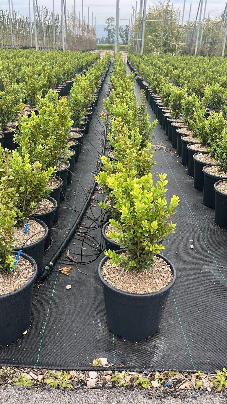 Buxus Sempervirens (Bosso comune) — vaso 9 litri