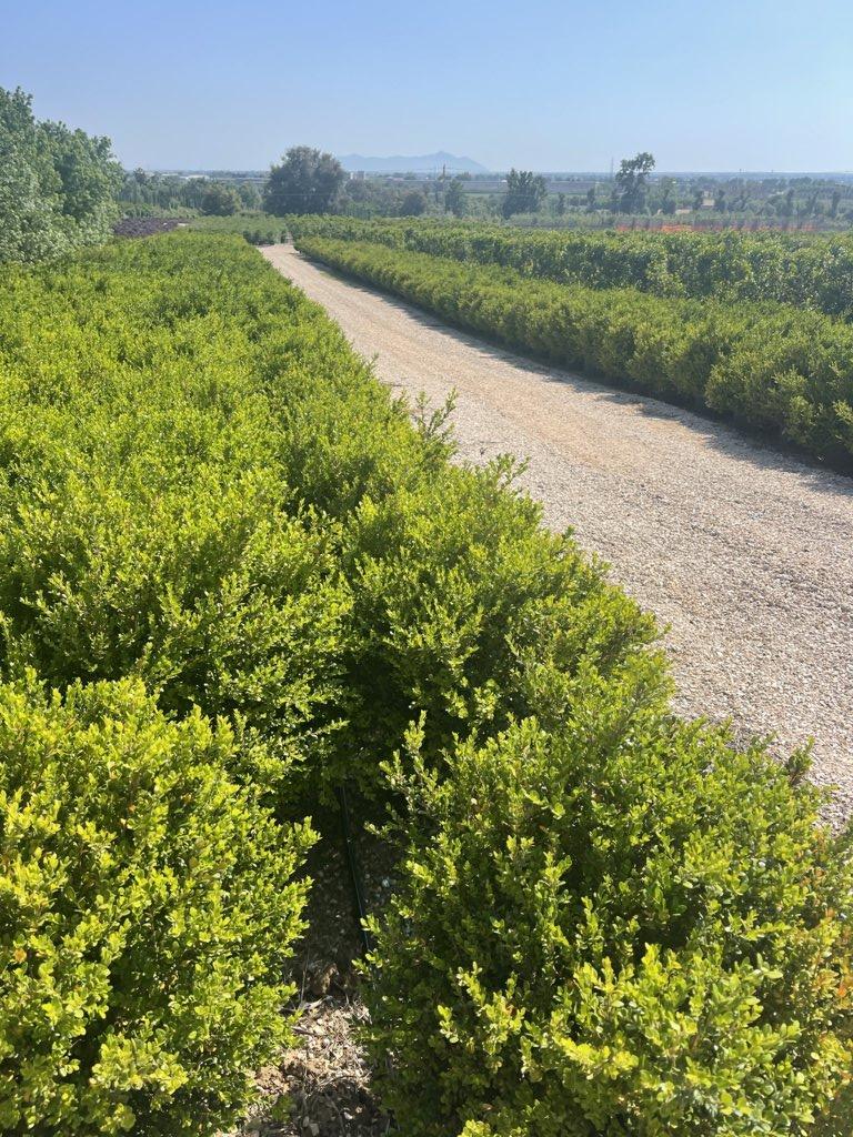 Buxus Sempervirens Faulkner (Bosso) — Palla, diametro 70 cm, vaso 30 litri