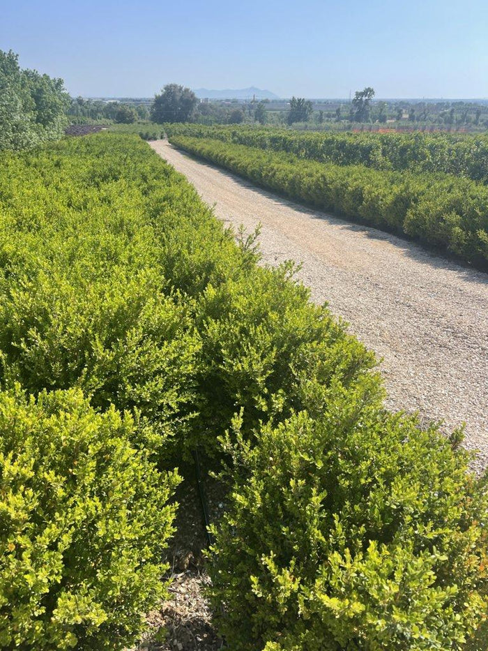 Buxus Sempervirens Faulkner (Bosso) — Palla, diametro 70 cm, vaso 30 litri