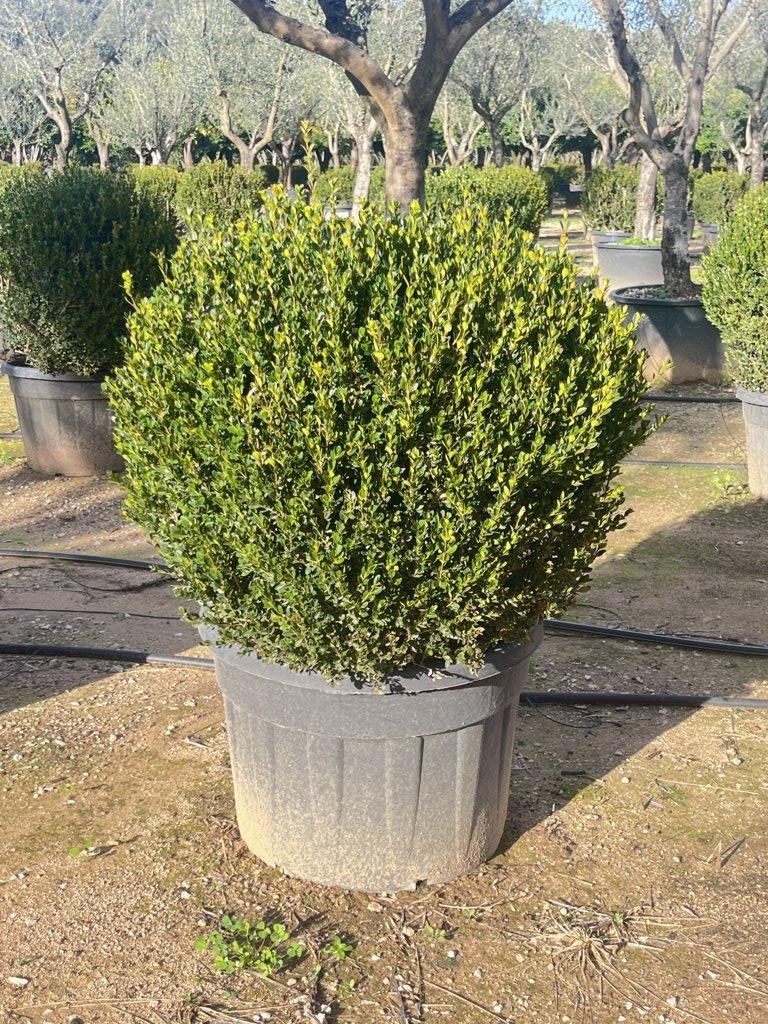 Buxus Sempervirens Faulkner (Bosso) — Palla, diametro 100 cm, vaso 130 litri