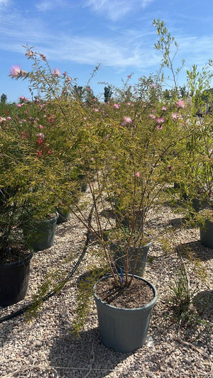 Calliandra Dixie Pink (Piumino) — Cespuglio, vaso 30 litri