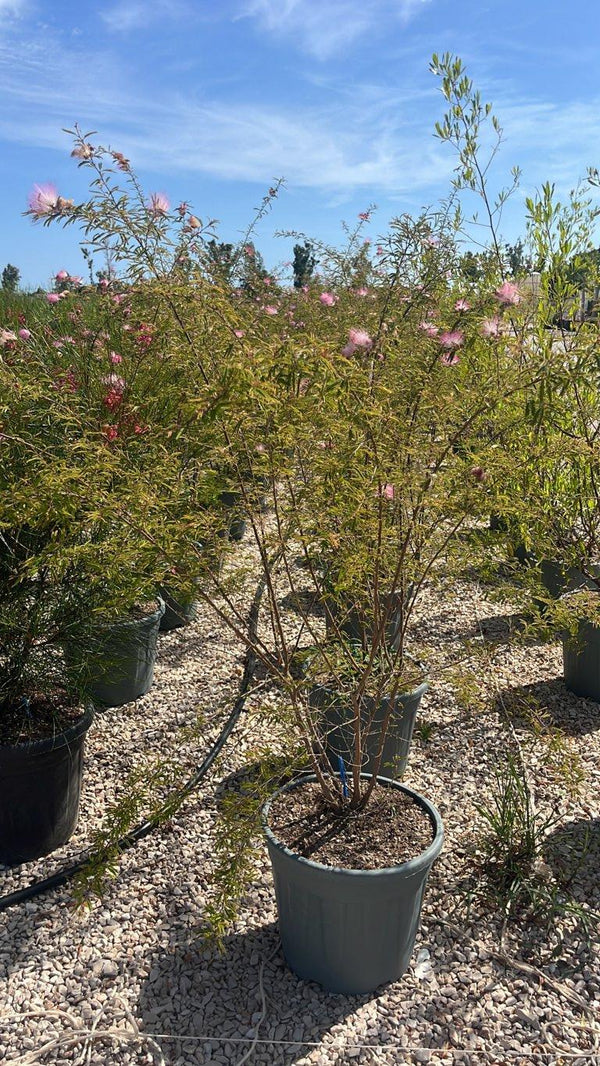 Calliandra Dixie Pink (Piumino) — Cespuglio, vaso 30 litri
