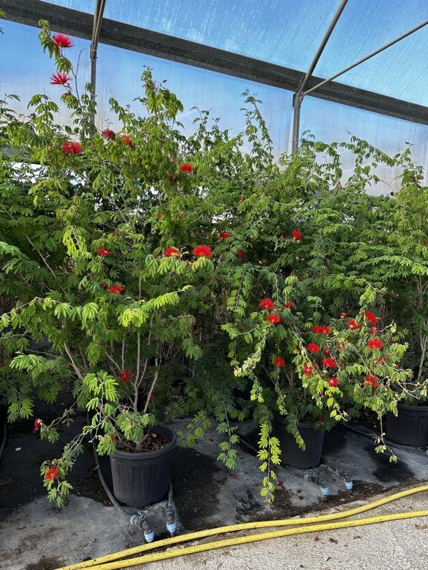 Calliandra Tweedii (Piumino messicano) — Cespuglio, altezza 175/200 cm, vaso 55 litri