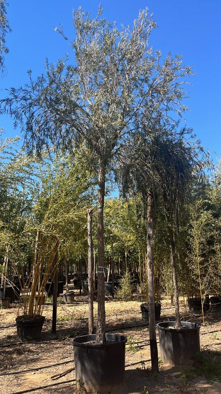 Callistemon Captain Cook (Scovolino) — Albero, circonferenza 25/30 cm, vaso 240 litri