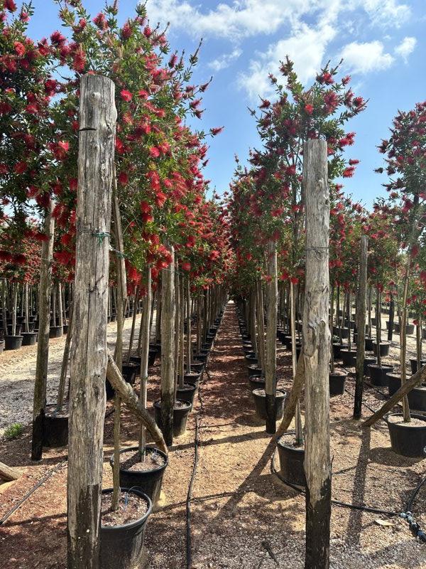 Callistemon Citrinus Splendens (Scovolino) — Albero, circonferenza 12/14 cm, vaso 70 litri