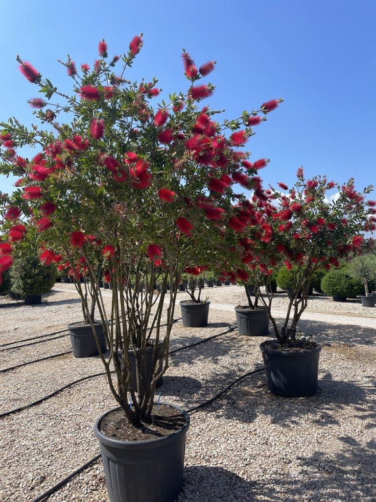 Callistemon Citrinus Splendens (Scovolino) — Nuvola, altezza 200/250 cm, vaso 130 litri