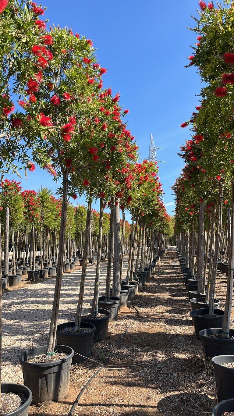 Callistemon Citrinus Splendens (Scovolino) — Albero, circonferenza 14/16 cm, vaso 70 litri