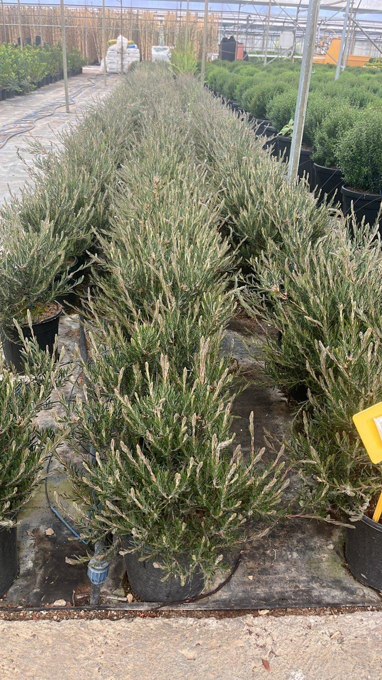Callistemon Honeypot (Scovolino) — vaso 9 litri