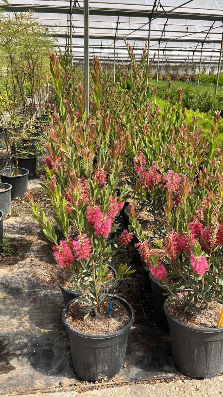 Callistemon Inferno (Scovolino) — vaso 9 litri