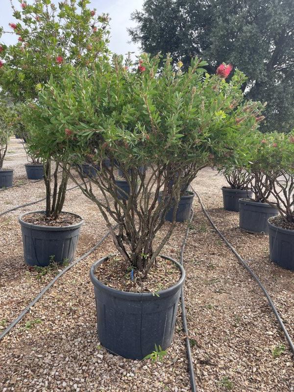 Callistemon Leavis (Scovolino) — Nuvola, altezza 150/175 cm, vaso 130 litri