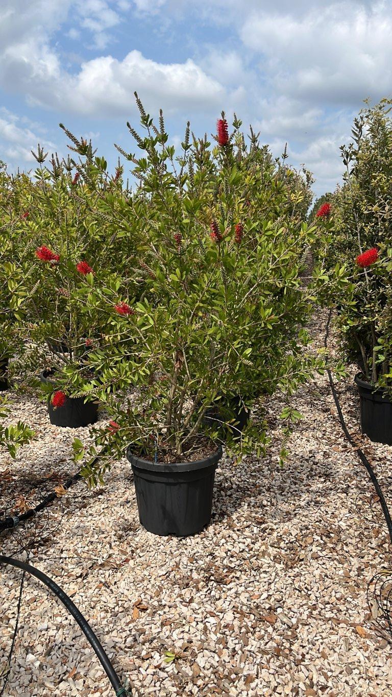 Callistemon Leavis (Scovolino) — Cespuglio, altezza 175/200 cm, vaso 45 litri