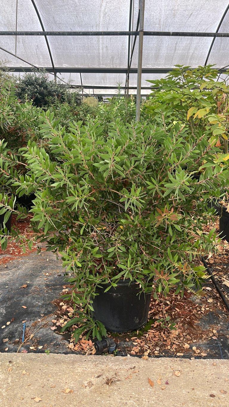 Callistemon Leavis (Scovolino) — Cespuglio, vaso 55 litri
